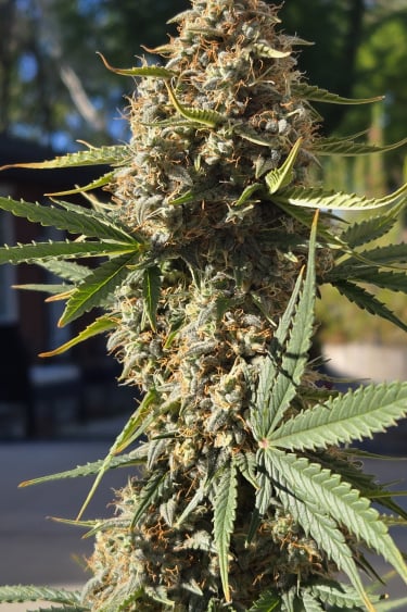 Instagram Super Boof Auto