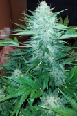 Instagram White Widow Auto
