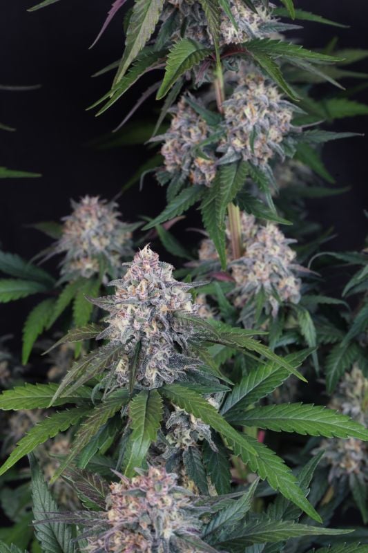 Instagram Lemon Cherry Sundae Auto