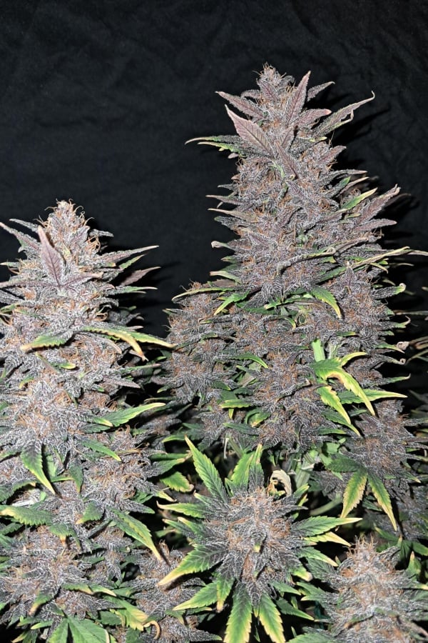 Buy Fastberry Auto Cannabis Seeds 