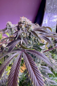 Instagram Lemon Mandarin™