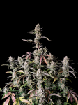 Instagram Gorilla Z Auto