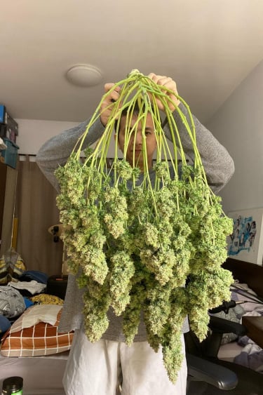 Instagram Amnesia Haze Auto