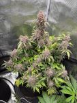 Instagram Banana Purple Punch Auto RF3™