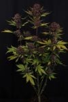 Instagram Purple Lemonade Auto RF3™