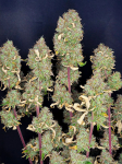 Instagram Strawberry Gorilla Auto