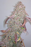 Instagram Gelato Auto