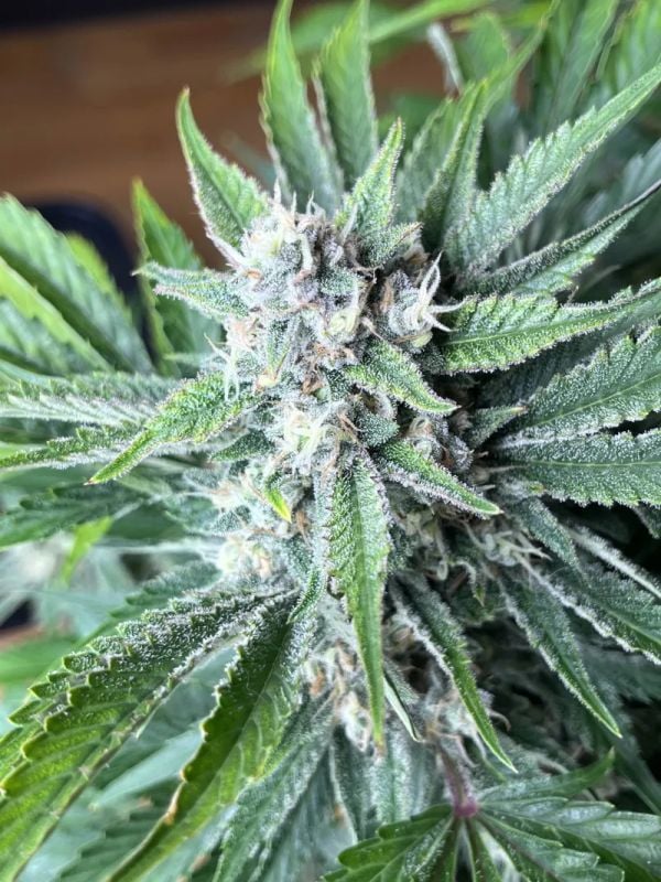 Instagram Cherry Cola Auto RF3