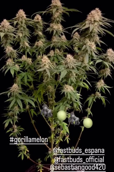 Gorilla Melon