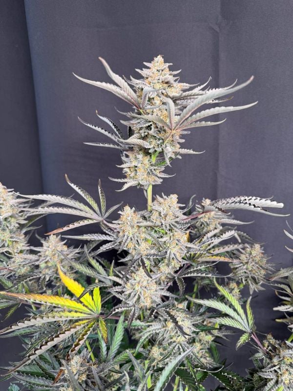 Instagram Cheese Auto