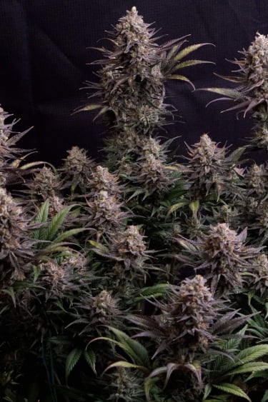 Instagram GG4 Sherbet FF