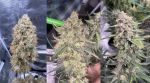 Instagram Papaya Cookies Auto™