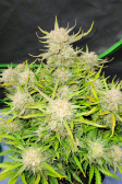Instagram Pound Cake Auto™