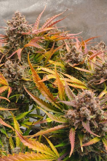 Instagram Amnesia Z Auto