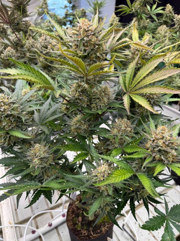 Instagram Chemdawg Auto