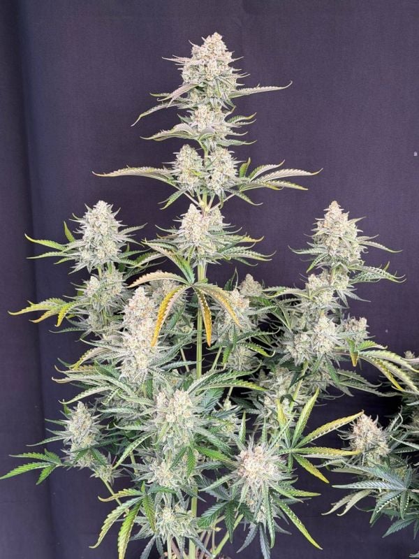 Instagram OG Kush Auto
