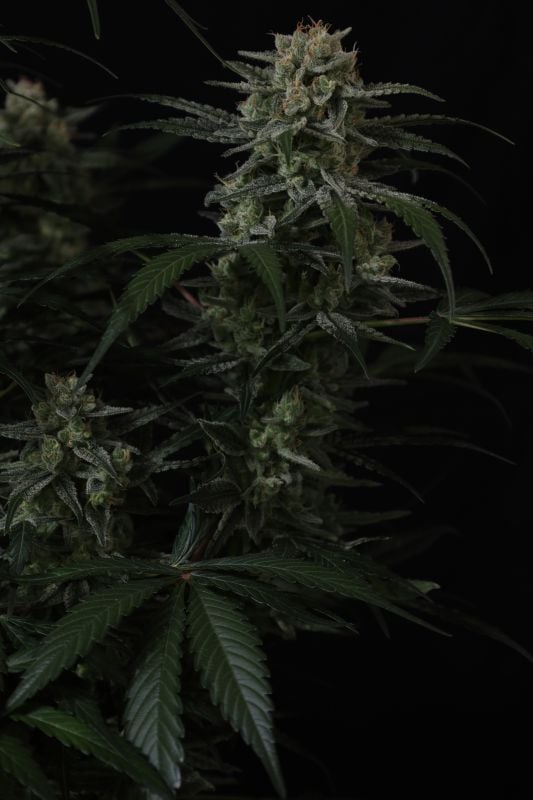 Instagram Banana Cherry Cookies Auto