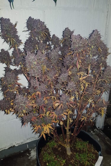 Instagram Fastberry Auto