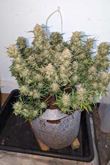Instagram BubbleGum Auto