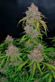 Instagram Gorilla Punch Auto