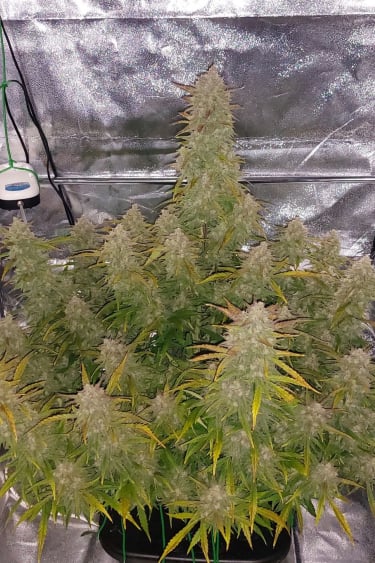 Instagram Sour Jealousy Auto