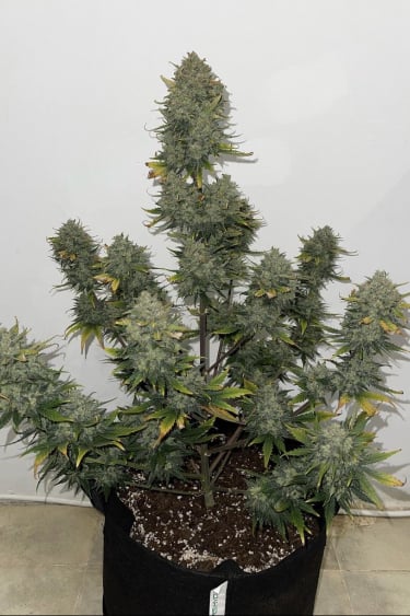 Instagram Mimosa Cake Auto