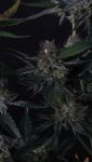 Instagram Guava Runtz Auto™