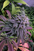Instagram Cherry Cola Auto