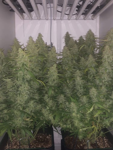 Instagram Wedding Cheesecake Auto