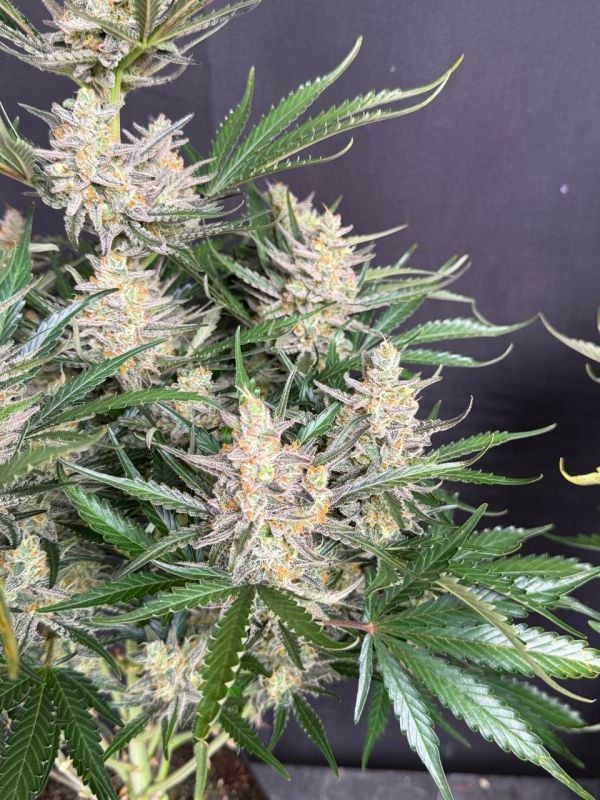 Instagram Big Bud Auto