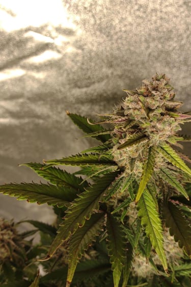 Instagram Orange Sherbet Auto