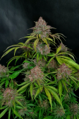 Instagram Gorilla Punch Auto