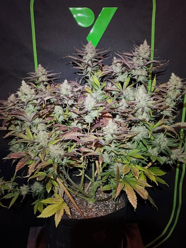 Instagram Guava Auto RF3