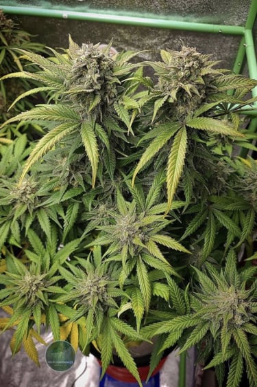 Instagram Sour Diesel Auto