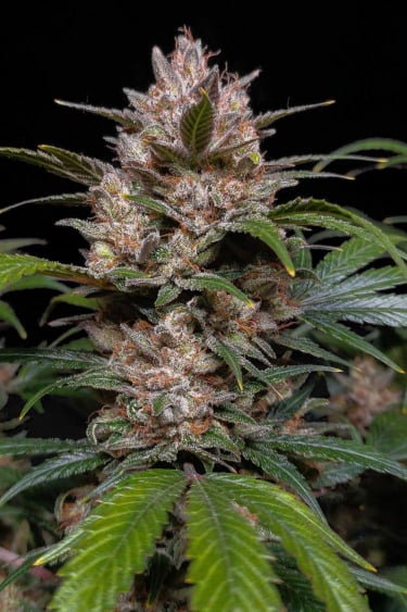 Instagram Pineapple Express Auto