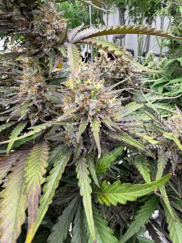 Instagram Trainwreck Auto
