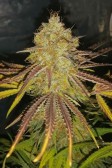 Instagram GG4 Sherbet FF