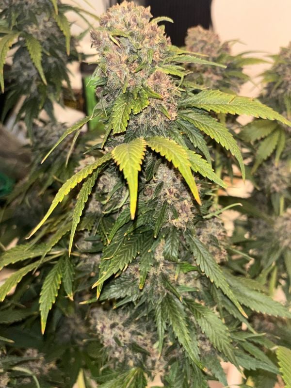 Instagram Banana Purple Punch Auto RF3