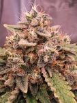 Instagram Mendo Frost Auto™