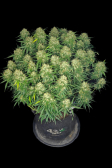 Instagram Sour Jealousy Auto™