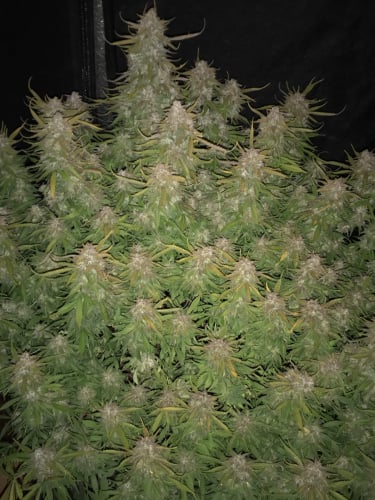 Instagram Californian Snow Auto