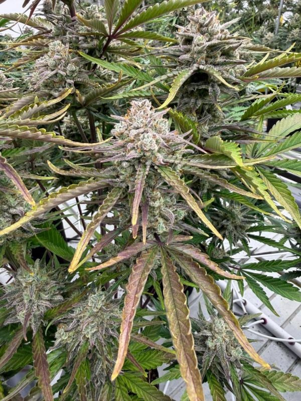 Instagram Cinderella Auto