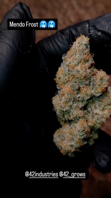 Mendo Frost Auto @1s1and_t IG 