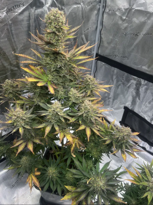 Instagram Guava Auto RF3