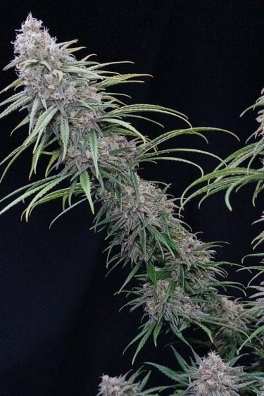 Instagram Wedding Cheesecake FF