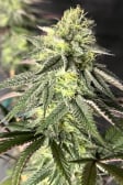 Instagram Papaya Sherbet™