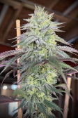 Instagram Papaya Sherbet™