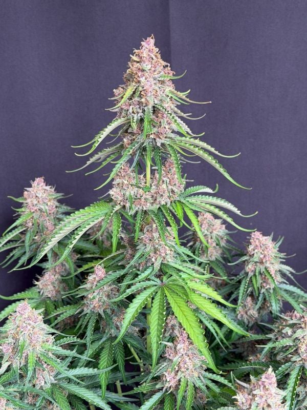 Instagram Afghan Kush Auto