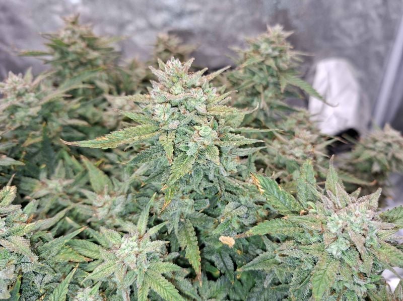 Instagram Orange Sherbet Auto