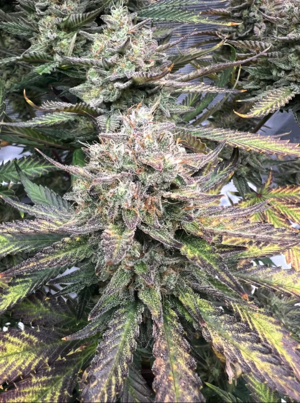 Instagram Guava Auto RF3